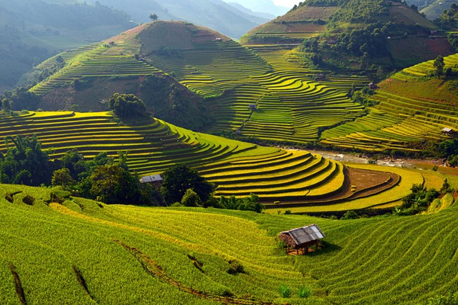 Ruộng bậc thang Mù Cang Chải được ca ngợi trên báo nước ngoài.